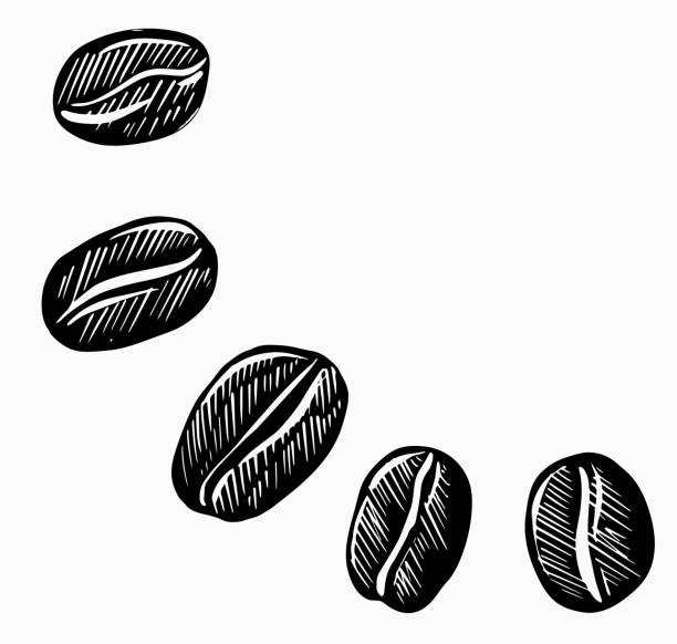 ilustraciones, imágenes clip art, dibujos animados e iconos de stock de granos de café, boceto, dibujo a mano vectorial negro - coffee beans