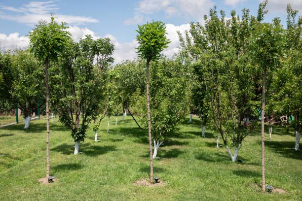 istock green beautiful summer garden with fruit trees 1276583195