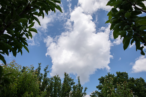 blue sky. white clouds. green leaves and tree branches.