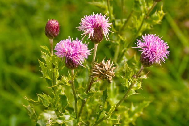 istock Purple thistle in a meadow 1276583755