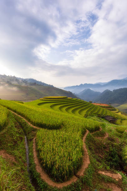 istock Green terraced rice fields in rainny season at Mu Cang Chai 1276587101