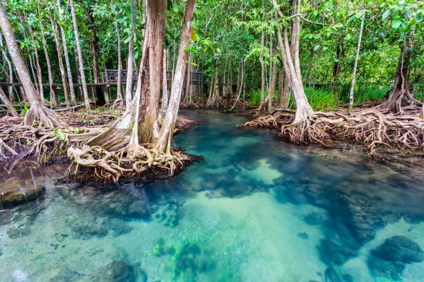 istock Jungle river in Thapom mangrove forest 1276587392