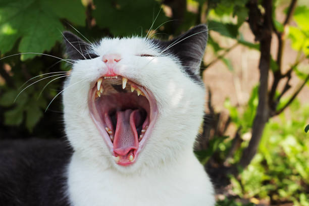 istock White-gray cat in the grass, close-up, pet 1276587874