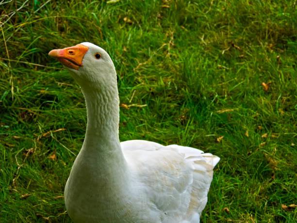 istock Head and neck of a goose 1276588955