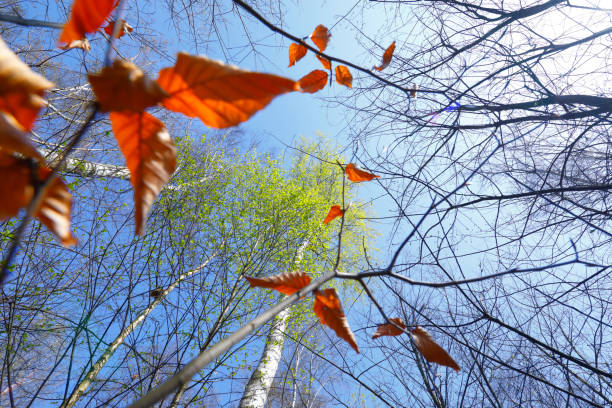 beautiful view from the bottom up on the deciduous forest canopy in summer