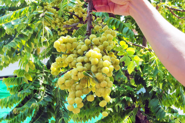 mazzo di frutta fresca di uva spina stella; frutta commestibile di bacche gialle. - gooseberry fruit growth green foto e immagini stock