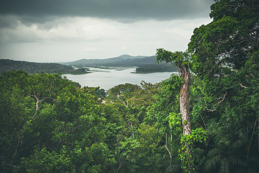 chagres river flows into panama canal at the gamboa rainforest national park in panama.