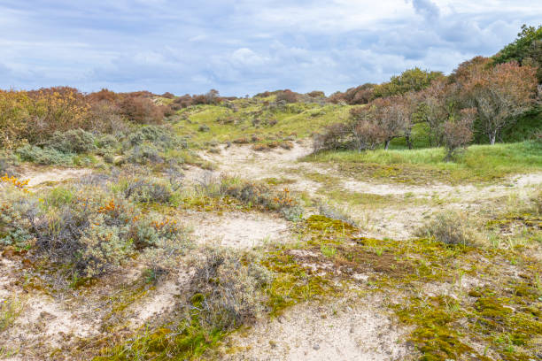 istock Landscape with dunes under a clouded sky, national park Meijendel 1276593153