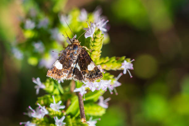istock Tyta luctuosa, four-spotted moth also field bindweed moth pollinating on pink and purple thistle flowers 1276593367