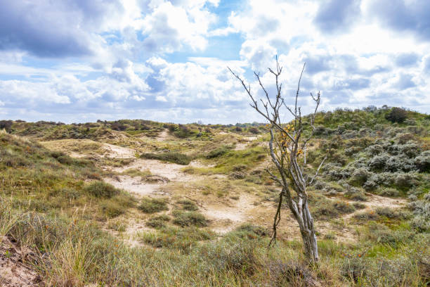 istock Landscape with dunes under a clouded sky, national park Meijendel 1276593386