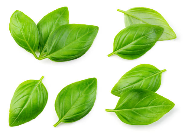 istock Basil isolated. Basil leaf on white. Basil leaves top view set. Full depth of field. 1276593790