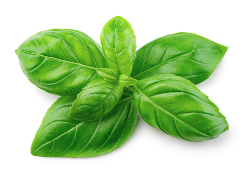 Basil isolated. Basil leaf on white. Basil branch with leaves top view. Full depth of field.