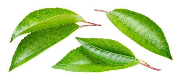 istock Cherry leaf isolated. Cherri leaves on white background. Sour cherry leaf set on white. Full depth of field. 1276593832