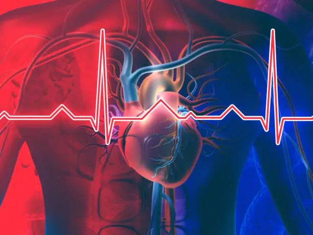 Human heart with normal heartbeat rhythm. 3d illustration