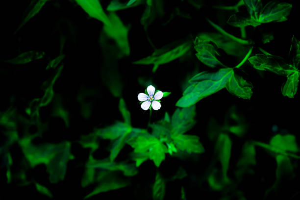This photo was taken in Yamanashi Prefecture