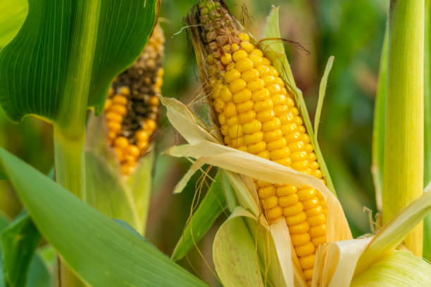 istock Open ear of ripe corn close-up. Corn field. 1276595688