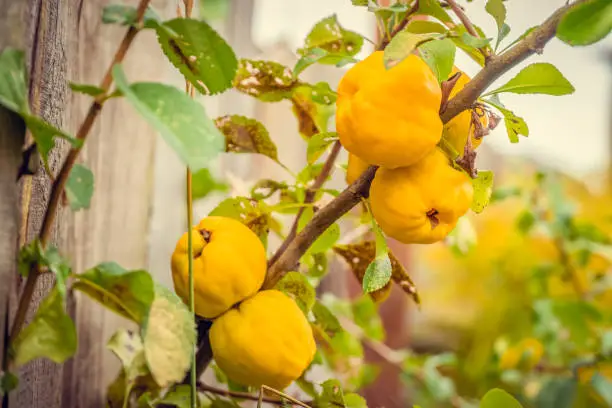 Ripe yellow quince fruit on a shrub in the garden close-up on a Sunny autumn day