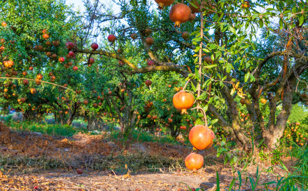 istock Orchard with pomegranate trees with ripe pomegranates hanging on branches 1276596236