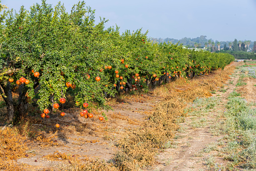 Rows of pomegranate trees with ripe pomegranates hanging on branches in an orchard. Israel