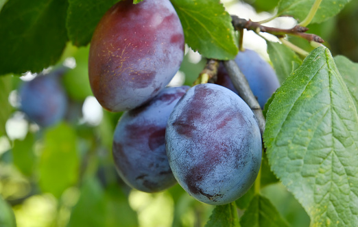 ripe organic plums on the tree