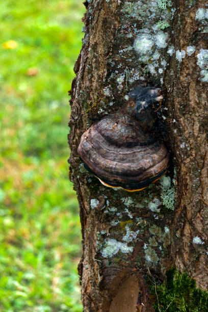 istock Tinder fungus on a tree close-up used for treatment. 1276598833