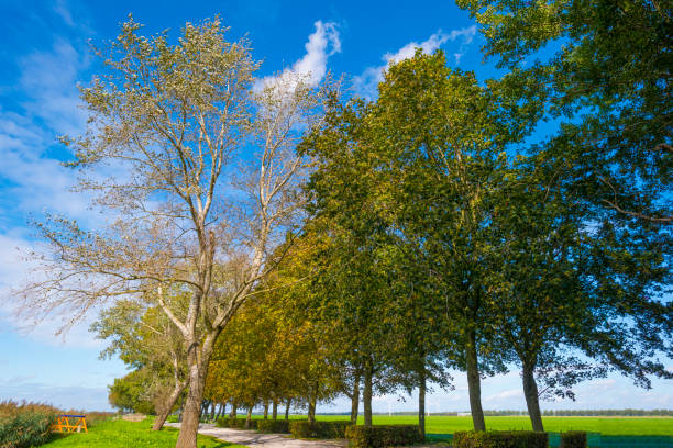 istock Fields and trees in a green grassy landscape under a blue sky in sunlight at fall 1276600312