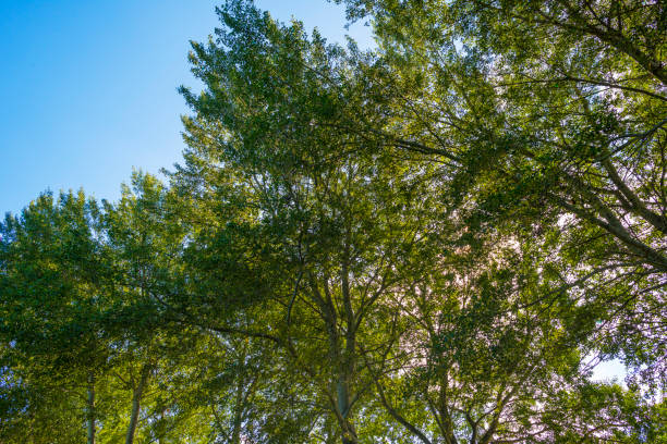 istock Fields and trees in a green grassy landscape under a blue sky in sunlight at fall 1276600405