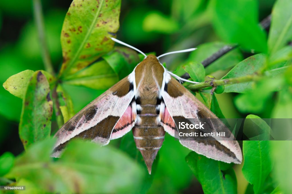 Hyles Euphorbiae Spurge Hawk Moth Sphingidae Butterfly. beautiful pink brown butterfly in nature on green leaf Sphinx Moth Caterpillar Stock Photo