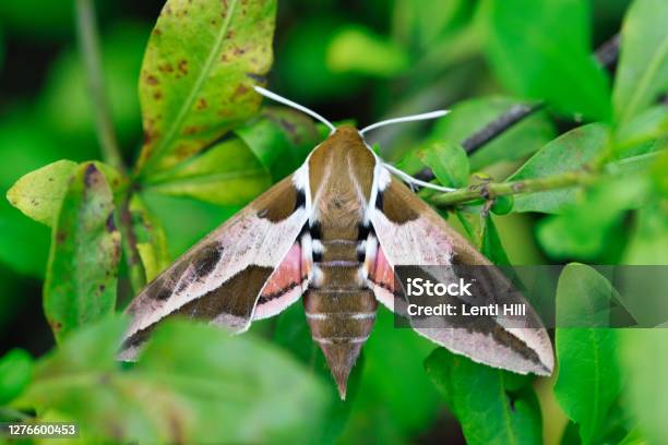 Hyles Euphorbiae Spurge Hawk Moth Sphingidae Butterfly Beautiful Pink Brown Butterfly In Nature On Green Leaf Stock Photo - Download Image Now