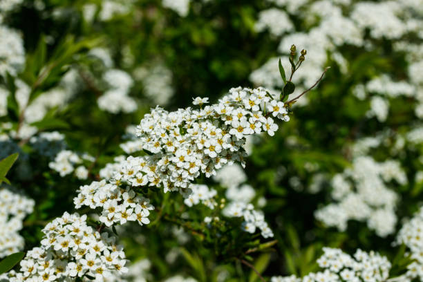 istock Blooming bush of spirea. Spring time. Spirea blossom 1276601148