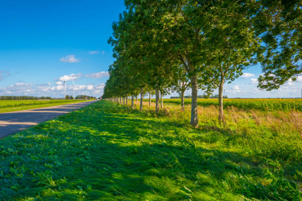 istock Sunflowers growing in a green grassy field under a blue sky in sunlight at fall 1276601632