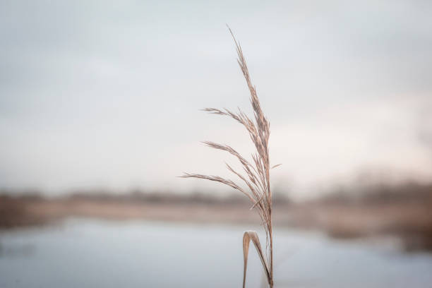 istock A big cornfield in cold snowy weather 1276603358