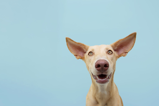 Portrait of a happy smiling podenco puppy dog. Isolated on blue colored background.
