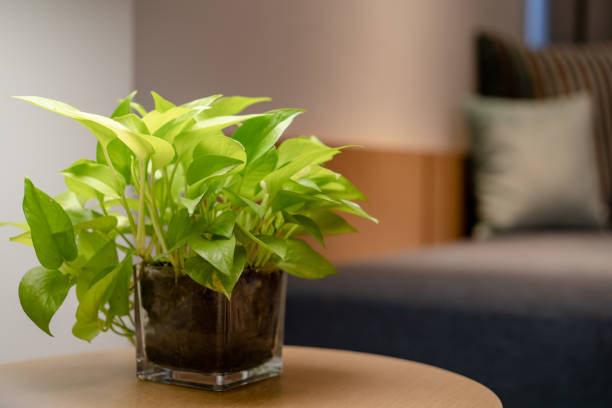istock Close up of plant inside glass pot with on table. 1276605423