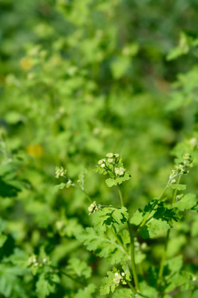 istock Golden Feverfew 1276605850