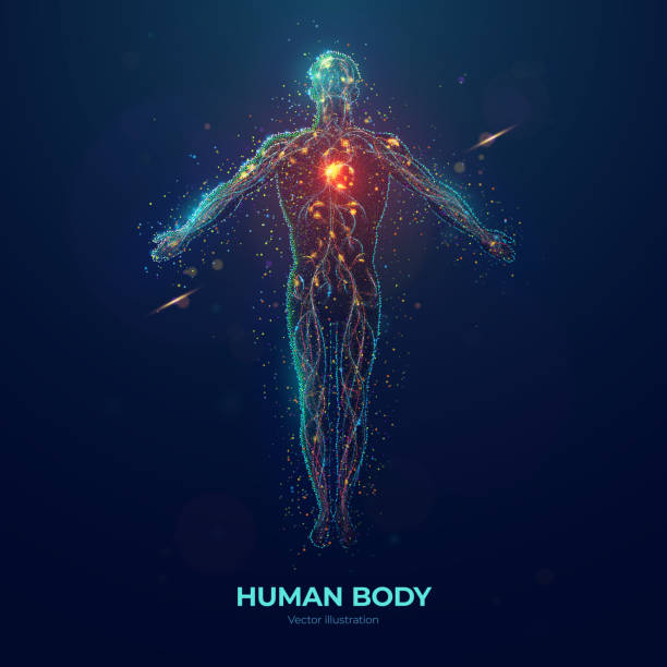 Human body abstract particles illustration Human body front view abstract vector illustration made of colored neon particles on blue background anatomy stock illustrations