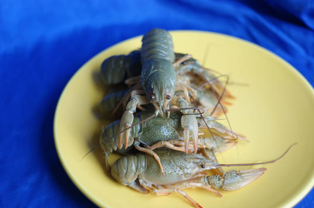 Close up fresh lobster in seafood market in indonesia market