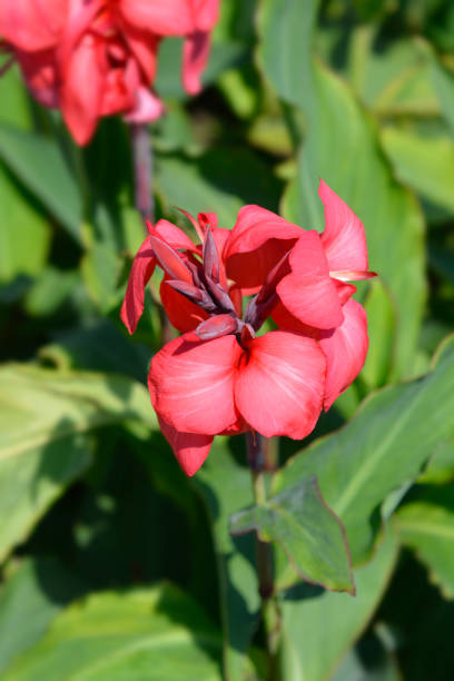 istock Canna lily Tropical Rose 1276607595