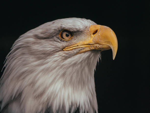istock Portrait of a Bald Eagle 1276608798