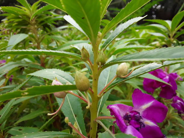 istock Balsam pink flowers our balsam seeds (gul mehandee) 1276609605