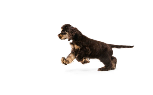 istock Studio shot of american cocker spaniel on white studio background 1276612077