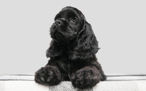 istock Studio shot of american cocker spaniel on grey studio background 1276612083
