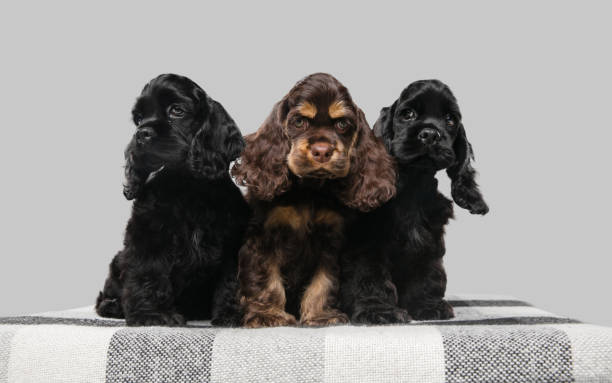 istock Studio shot of american cocker spaniel on grey studio background 1276612098