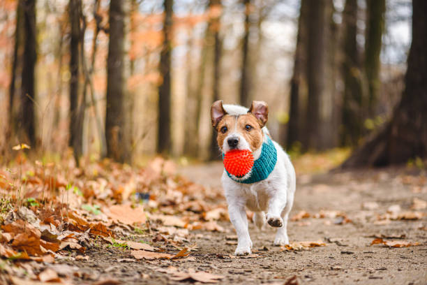 szczęśliwy pies gra pobrać grę na słoneczny dzień października w parku upadku - puppy dog toy outdoors zdjęcia i obrazy z banku zdjęć