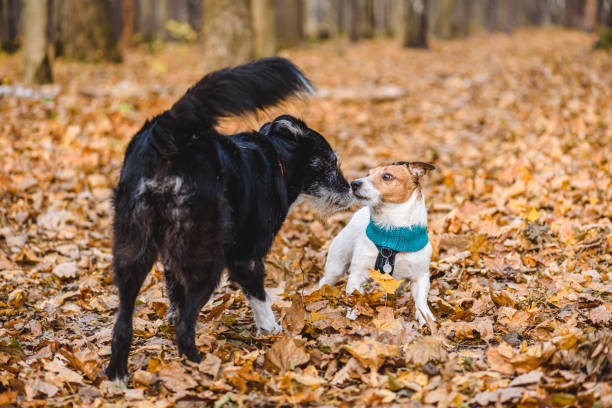 istock Two dogs playing together in autumn park  on warm fall day 1276613053