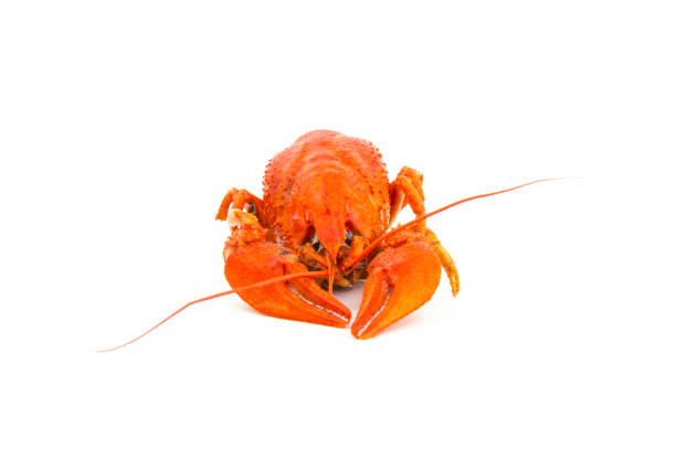 istock Boiled Fresh Crayfish,Crawfish,  isolated on white background 1276613507
