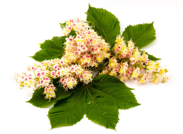 istock Horse-chestnut (Aesculus hippocastanum, Conker tree) flowers and leaf on  white background 1276613651
