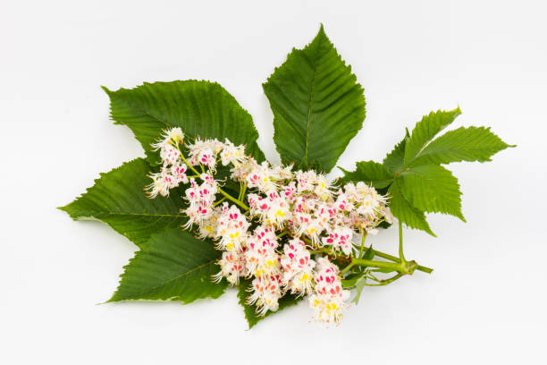 rosskastanie (aesculus hippocastanum, conker baum) blumen und blatt auf weißem hintergrund - kastanie laubbaum stock-fotos und bilder