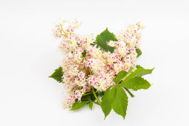 istock Horse-chestnut (Aesculus hippocastanum, Conker tree) flowers and leaf on  white background 1276613711