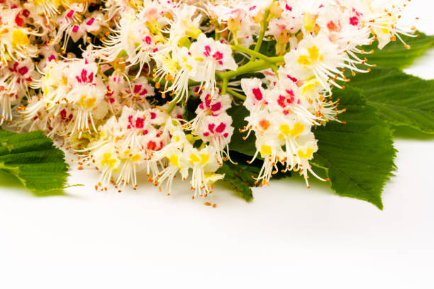 istock Horse-chestnut (Aesculus hippocastanum, Conker tree) flowers and leaf on  white background 1276613780